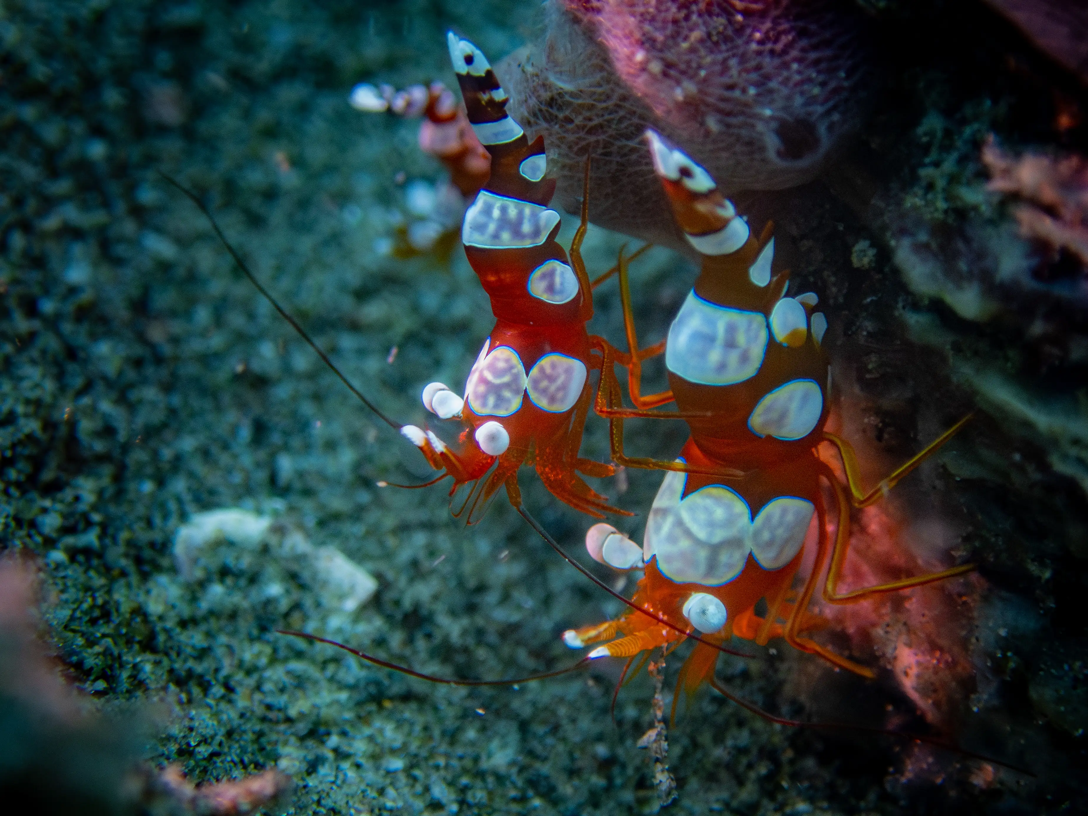 Sexy  shrimp - La Tortue muck site - 8m